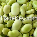 Faba Beans