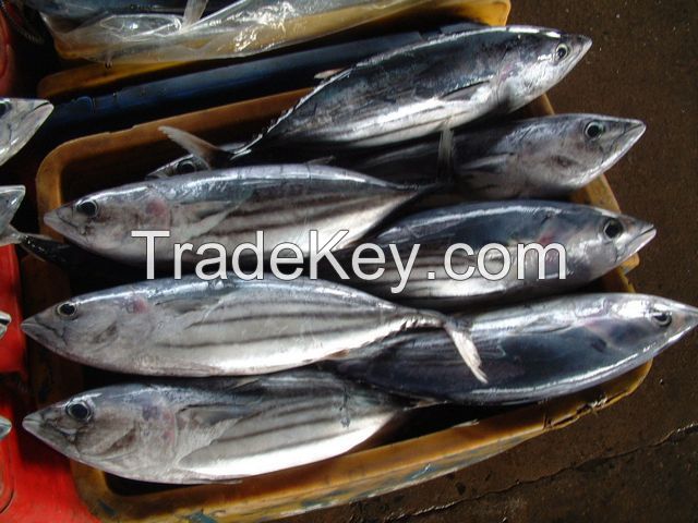 SKIPJACK TUNA W/R