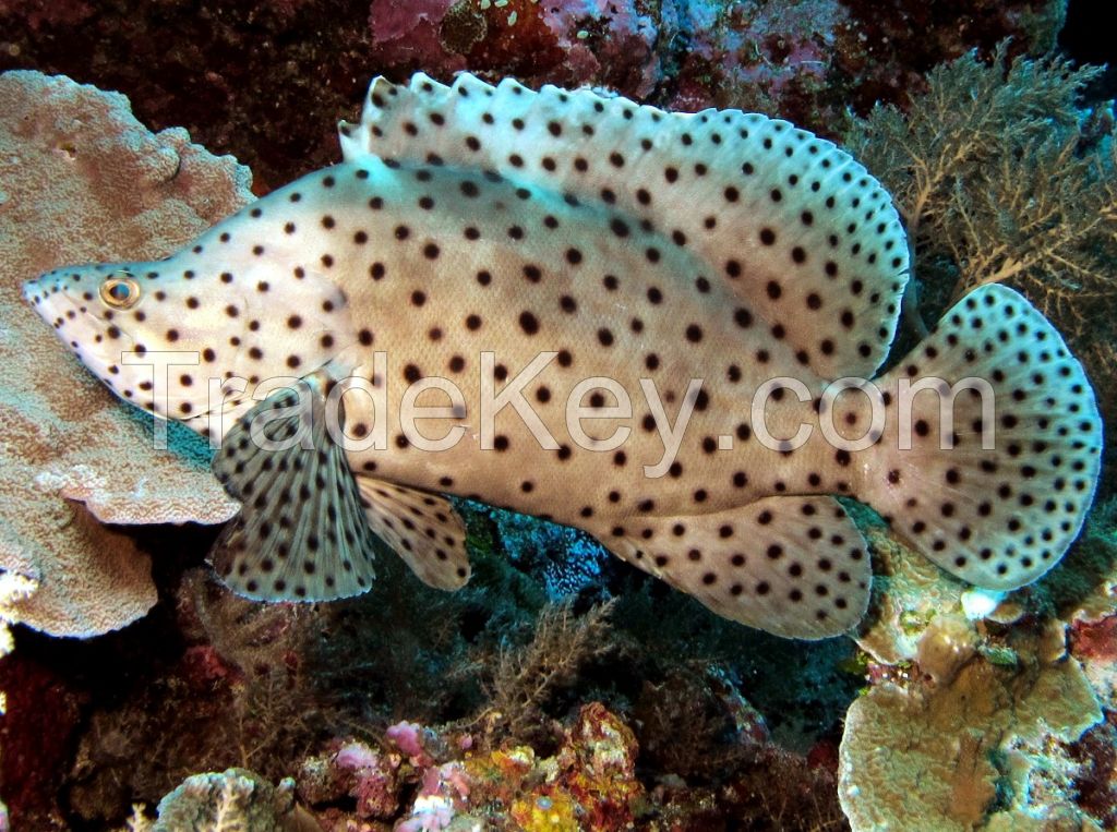 Humpback Grouper