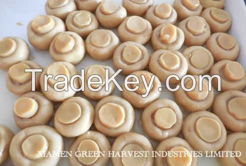 Canned Mushroom whole/piece/slice made in china reliable quality best price to middle east