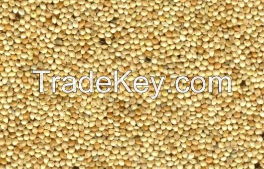 White Millet