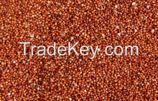 Red Millet