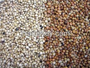 Sorghum