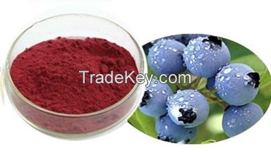 Bilberry extract 