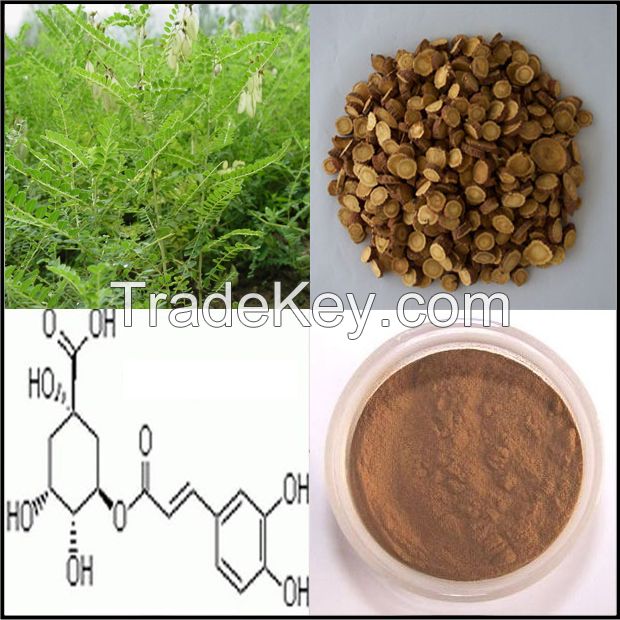 Natural Astragalus extract powder