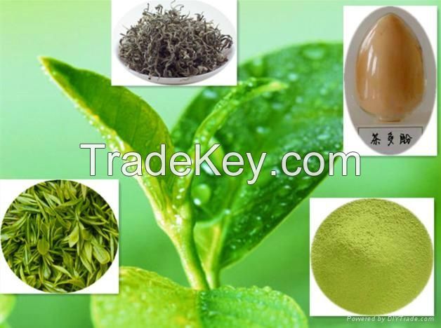 100% Pure Natural Green Tea Extract Msds 