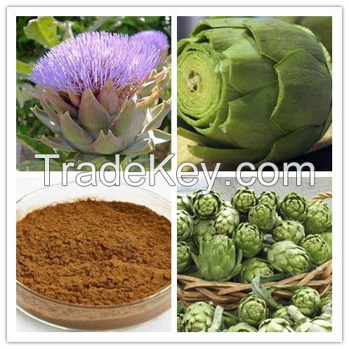 organic Natural Artichoke leaf extract with GMP standard