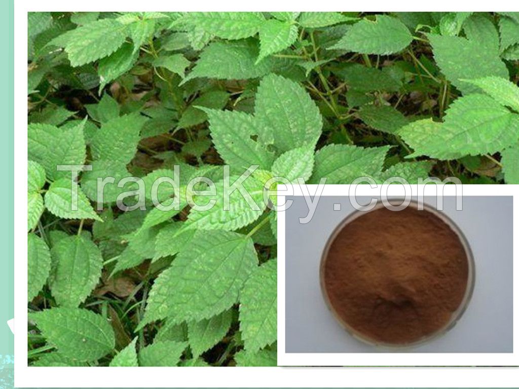 Top Quality Nettle Leaf Extract Powder 