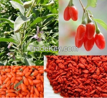 Natural Goji berry Extract 80mesh/Freeze-dried goji powder