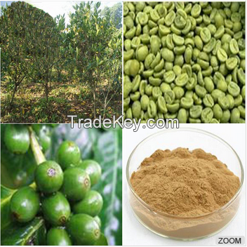 Green coffe bean extract/Green coffee bean extract Chlorogenic acid 50%