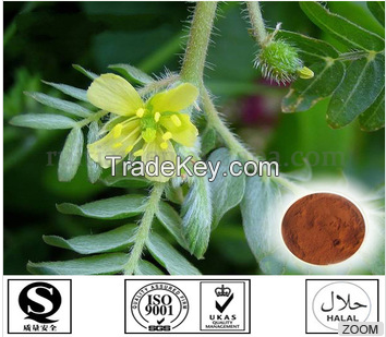 Tribulus Terrestris Extract 40% Saponins /plant Extract