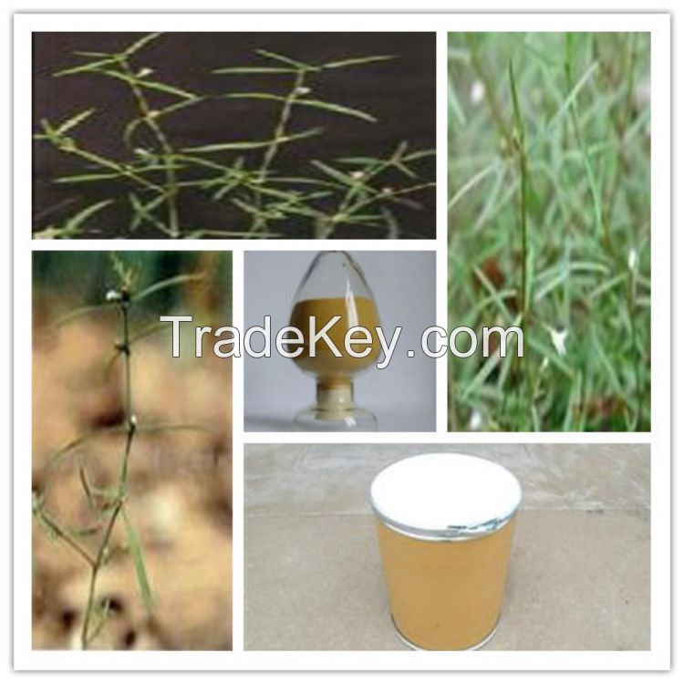 High Quality Spreading Hedyotis Herb Extract,Spreading Hedyotis Extract,Spreading Hedyotis Herb Extract Powder 