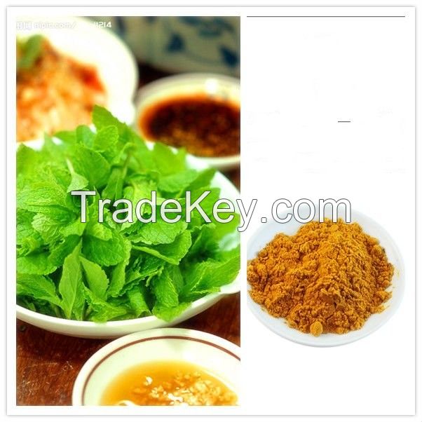 Hot Natural herbal/plant Product Peppermint extract 