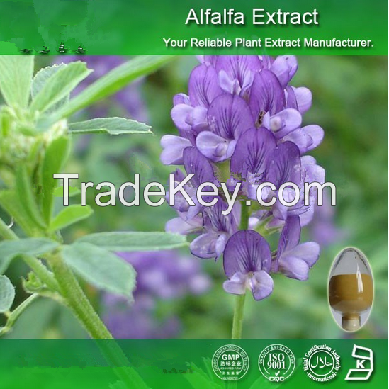 Alfalfa Extract, Alfalfa Juice Powder