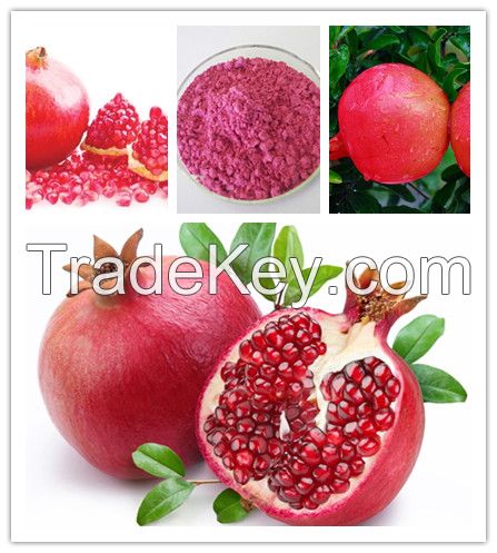 Pomegranated Fruit Juice Powder 