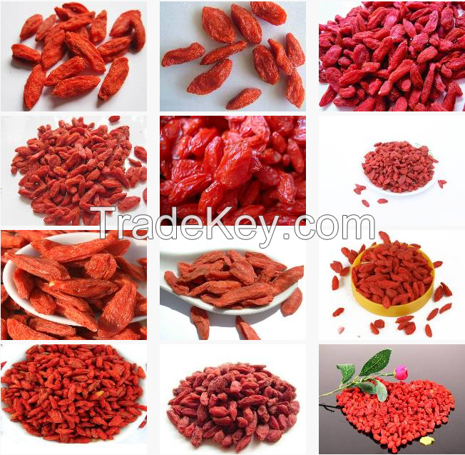 Dried goji berries,Goji berry (Ningxia or Tibetan) stock available from our UK warehouse