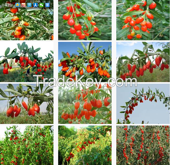 Hot Sale Wolfberry Medlar Dried Organic Goji Berry Import Goji berries