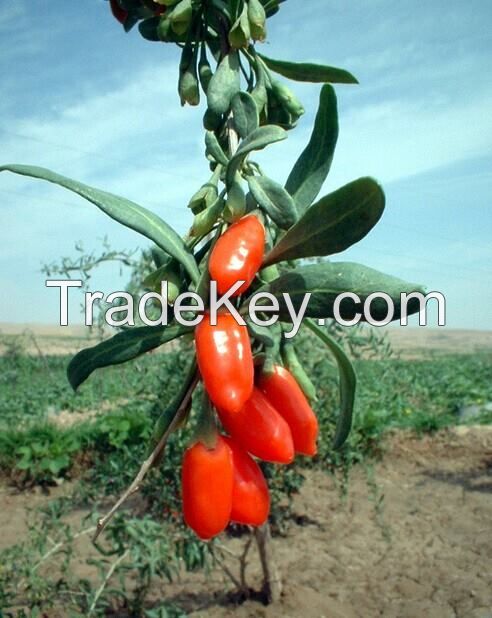 Dried Fruit Wolfberry / Goji berry /Lycium Barbarum/Dried Fruit/Organic Fruit/Medlar