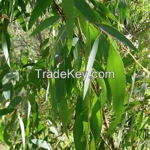 100% Pure Eucalyptus Essential Oil