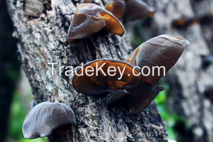 Black Fungus