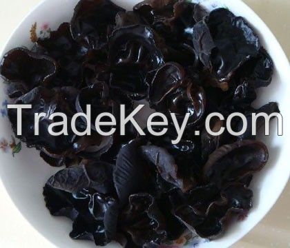 Black Fungus