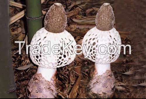 Dried Bamboo Fungus