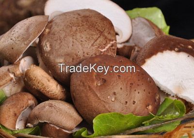 Boletus Mushrooms