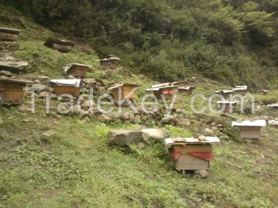 100% natural honey, newly collected in 2015