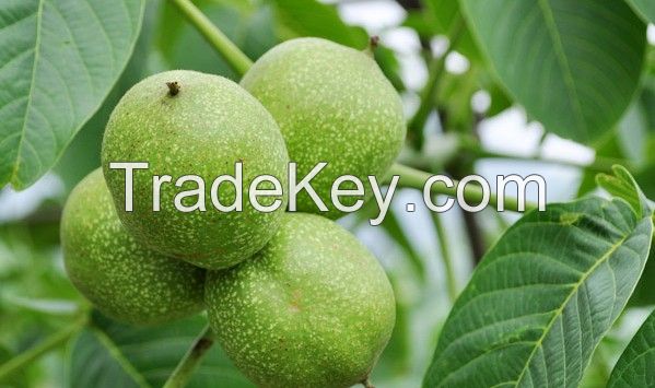 Sell Superior Quality  Walnuts