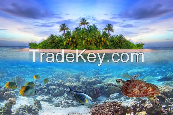 Wallpaper: Marine Life Maledives, 350 cm x 260 cm