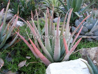 Red Aloe vera - Aloe Cameronii