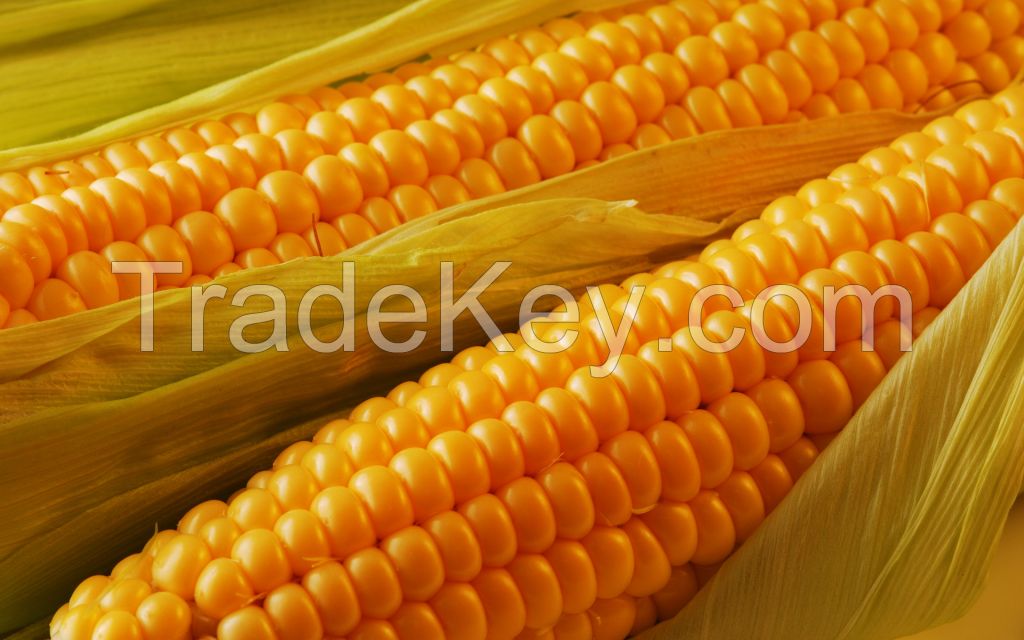 Maize Yellow Corn Ukraine