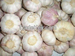 Top quality pure white garlic for sale