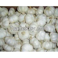 Top quality pure white garlic for sale