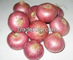 Hot sale fresh onion 
