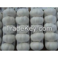Top quality normal white garlic for sale