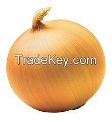 Lowest price fresh red onion 