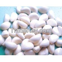 High quality peeled garlic from China manufacture