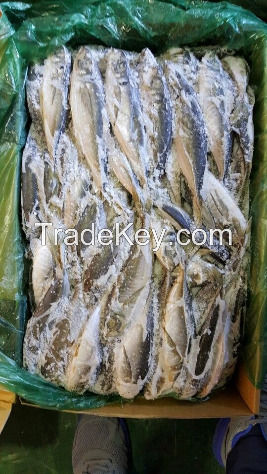 Frozen Horse mackerel