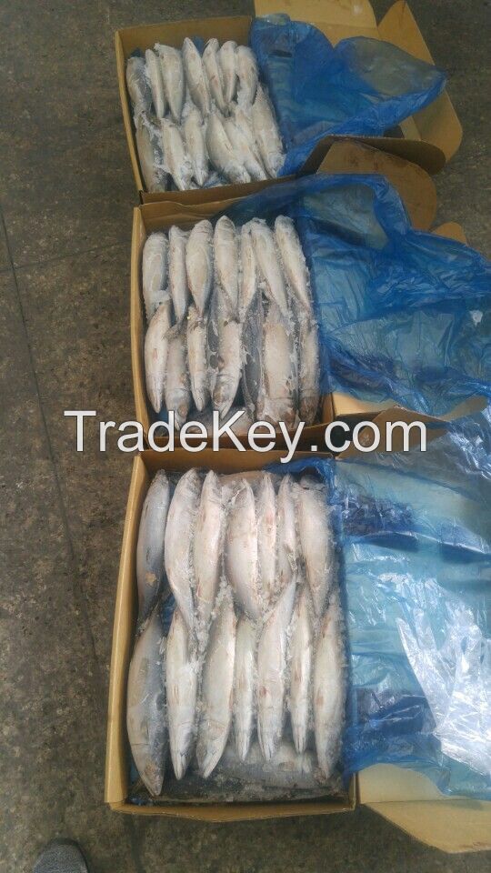 Frozen Pacific mackerel