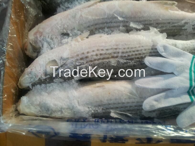 Frozen Grey mullet whole round