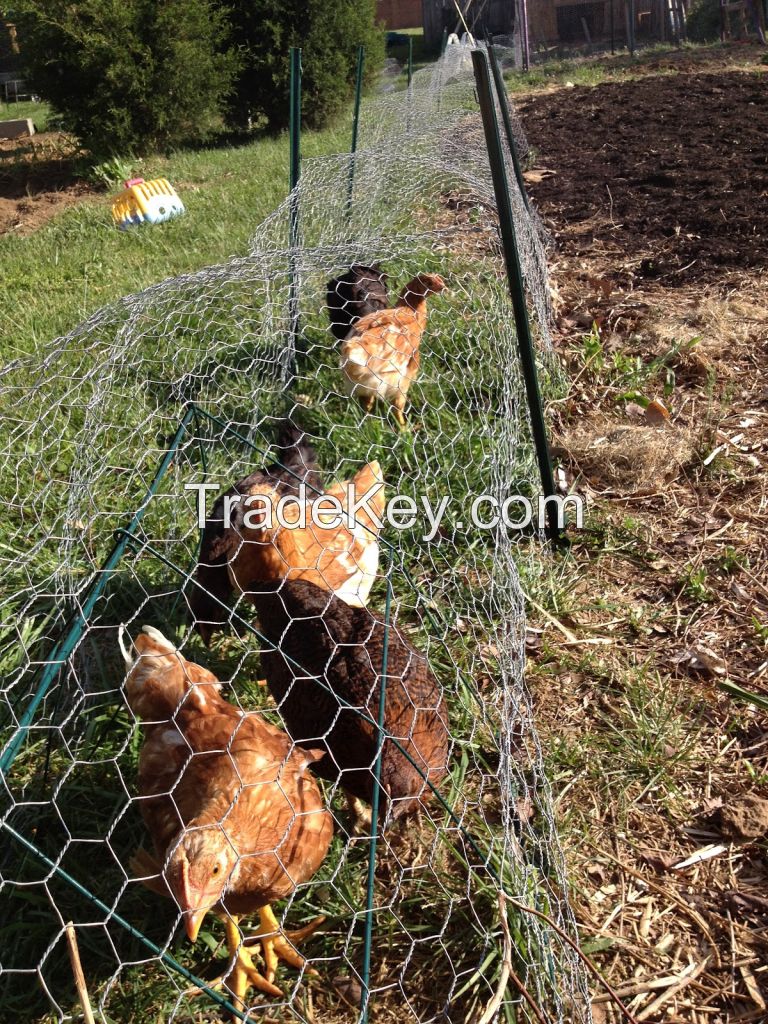 Galvanized Chicken wire netting