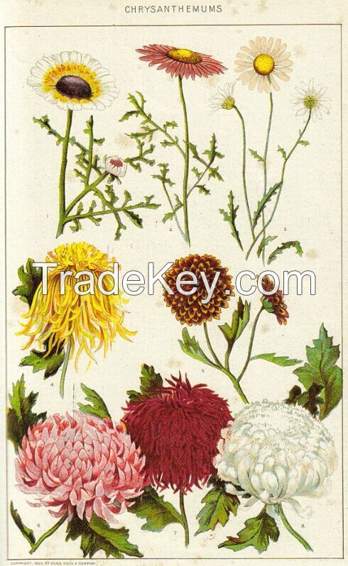 Chrysanthemum