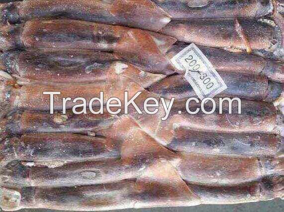 fresh frozen illex squid(whole round)