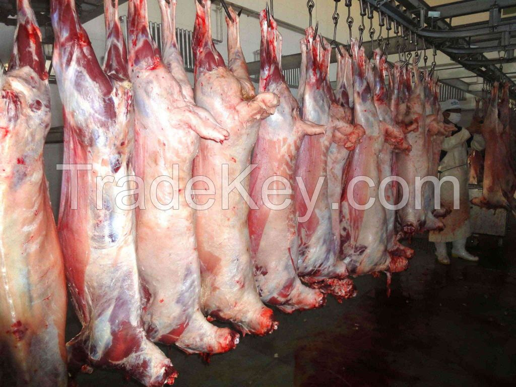 Halal lamb carcass