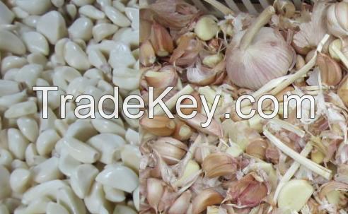 Garlic Color Sorter