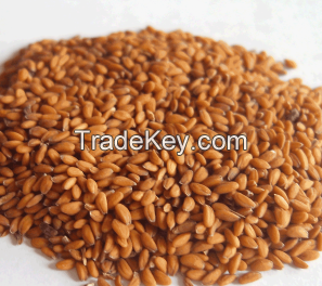 Cress Seed