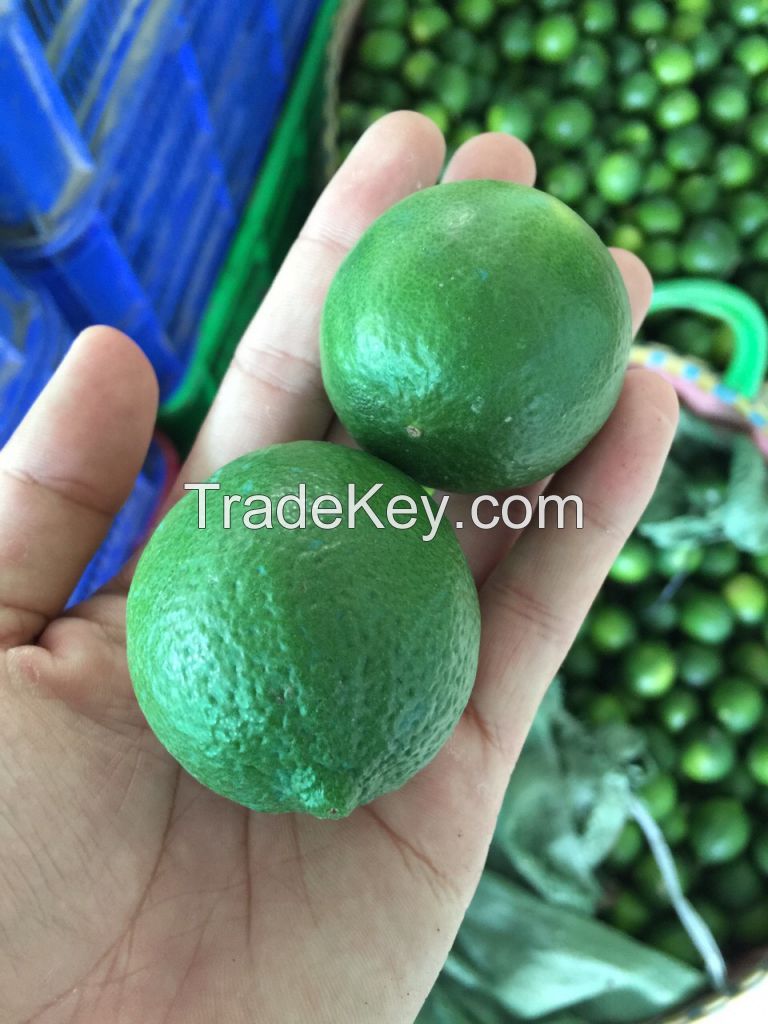 fresh lemon from vietnam (+841642828779)