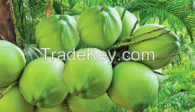 BEST PRICE FOR FRESH YOUNG COCONUTS (+84342828779)