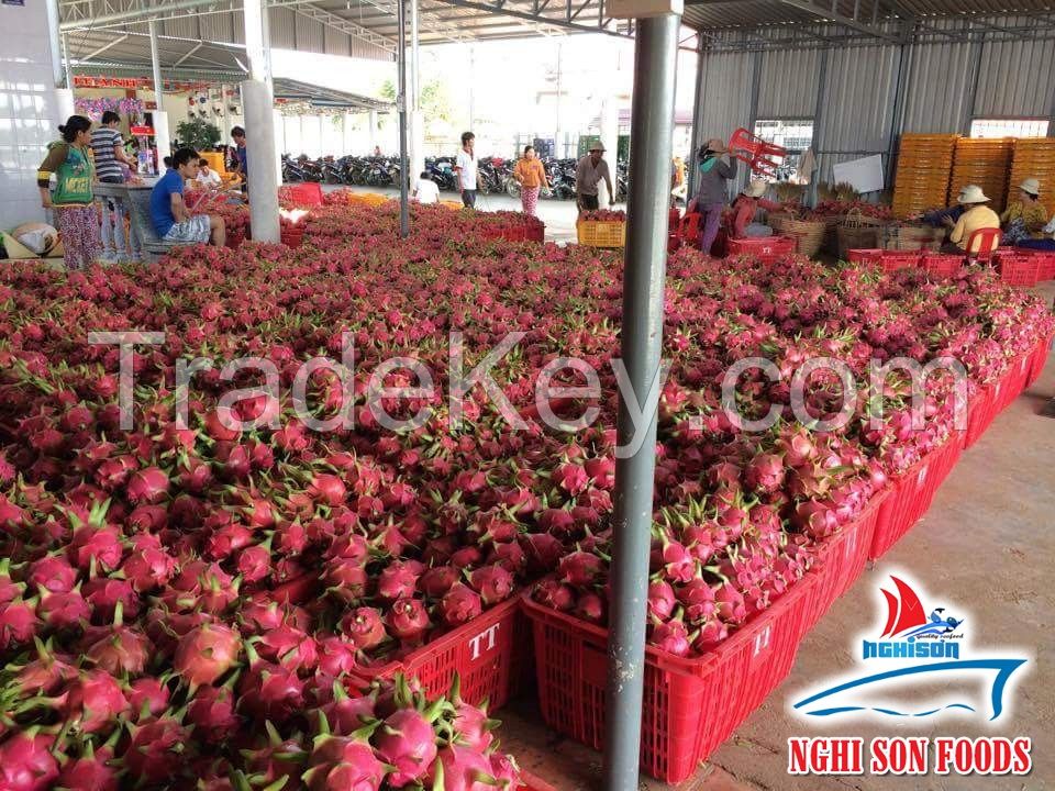 Class A Fresh dragon fruit (+84342828779)